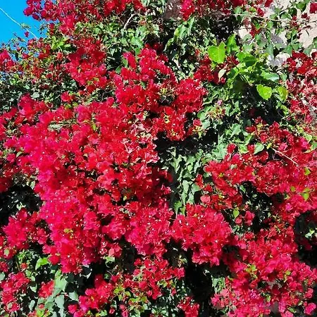 Le Jardin De Domi *